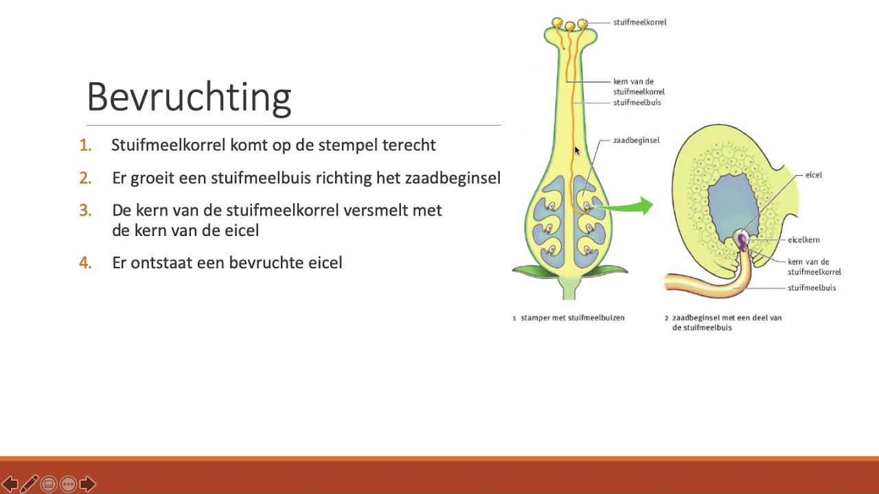 7.4 - Bevruchting - YouTube - Waar Vindt De Bevruchting Plaats