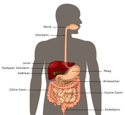 8 best Organen images on Pinterest | Anatomy, Human body and Human body - Waar Zit De Milt Bij Een Man