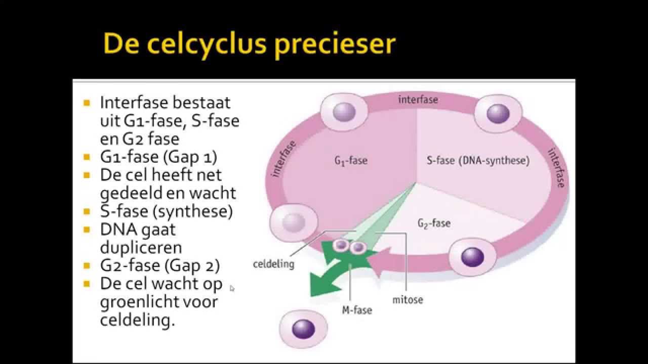 8 celdeling HAVO 4 & VWO 4 - YouTube - In Welke Cellen Komen Mitochondriën Voor