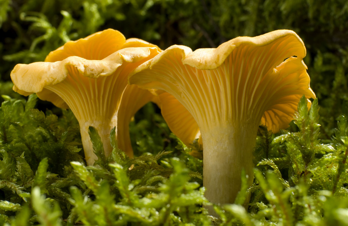 9 champignons comestibles à cueillir sans crainte | Détente Jardin - Champignons Bewaren In De Koelkast