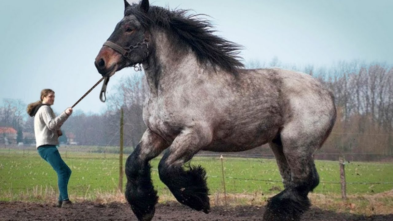 9 Grootste Paarden ter Wereld - YouTube - Hoeveel Paarden Zijn Er In Nederland
