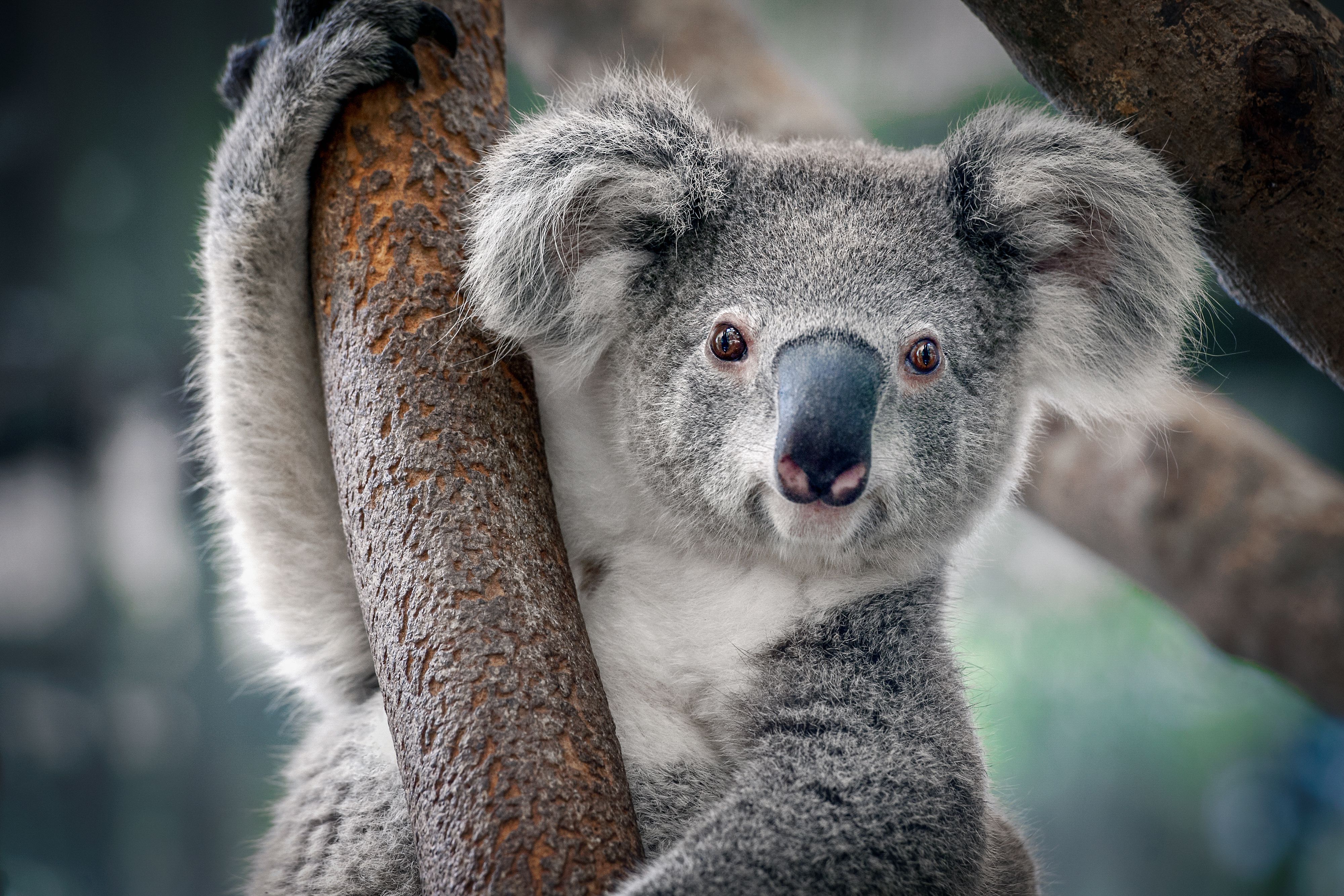 9 Things You Didn't Know About Koalas - Hoe Snel Is Een Koala