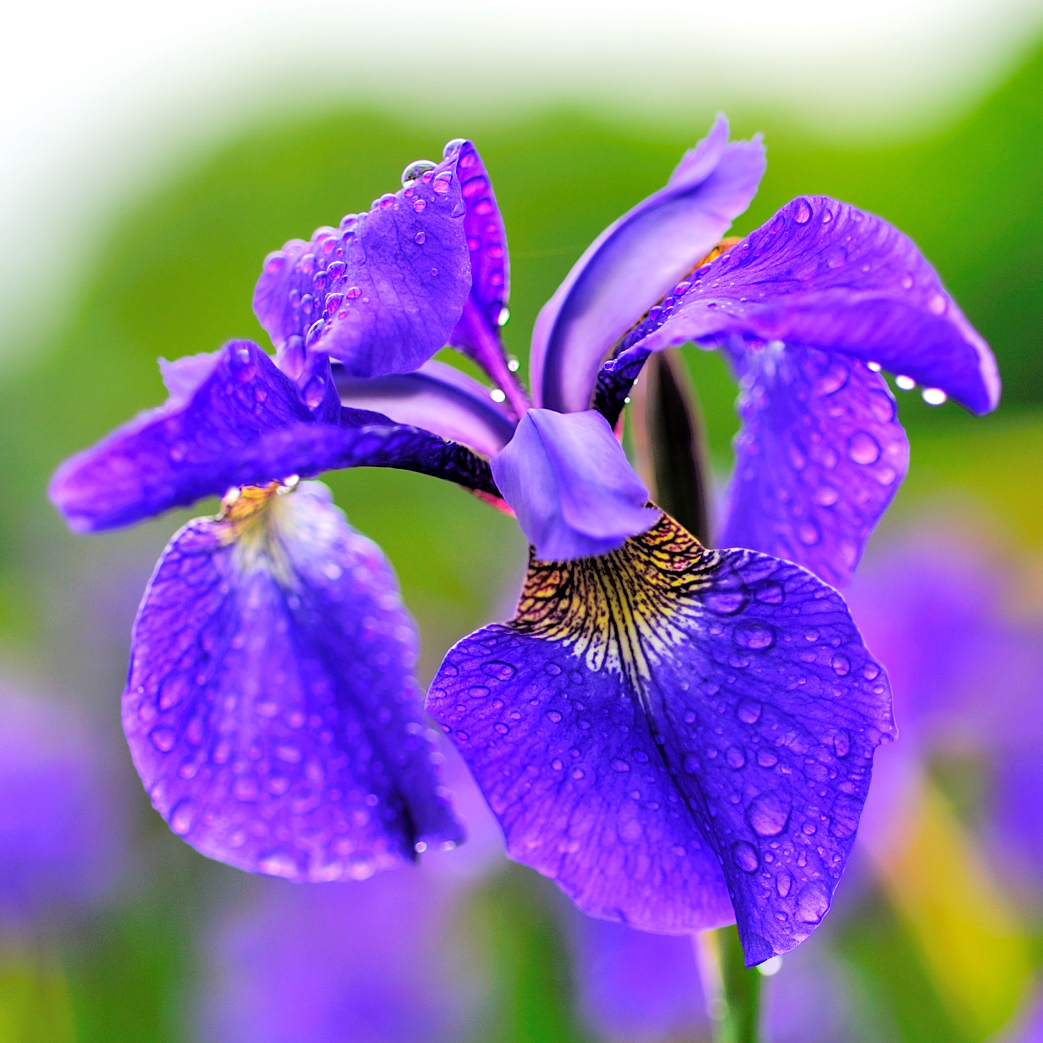 9 Top Types of Iris for the Flower Garden - Iris De Graaf Dochter Van Beatrice
