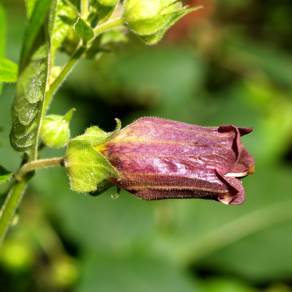 A flower of the belladonna plant. | This plant Atropa bellad… | Flickr - Welke Plant Wordt Ook Wel Belladonna Genoemd