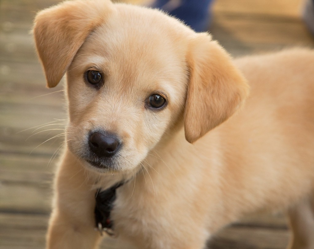 Puppy Hond Tekenen In Stappen