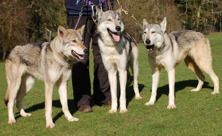 Hond Die Lijkt Op Wolf