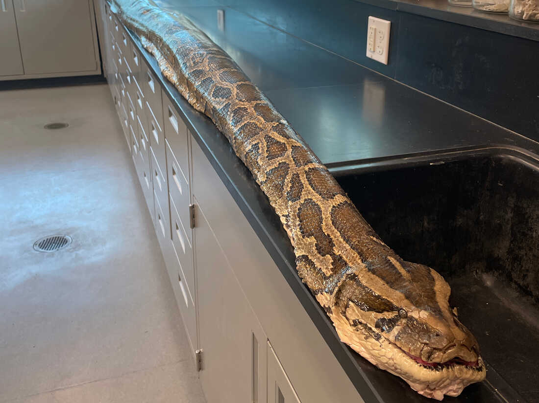A record 19-foot-long Burmese python is caught in a Florida preserve : NPR - Hoe Vaak Gaat De Python Over De Kop