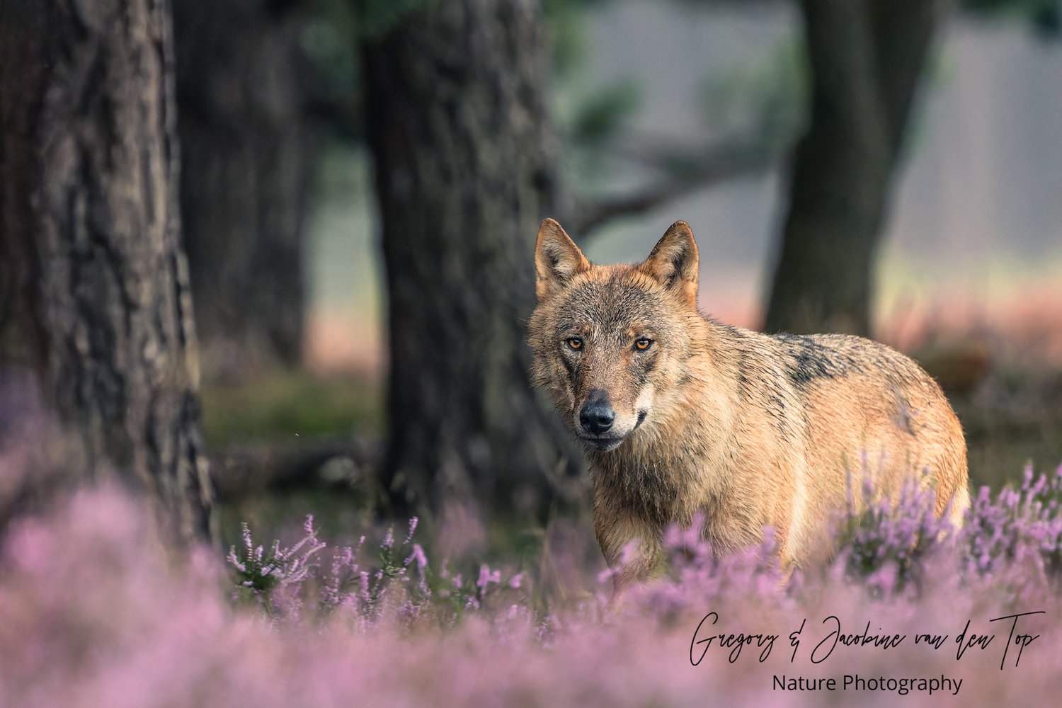 A wolf in the Netherlands — Gregory & Jacobine van den Top Nature - Waar Zit De Wolf In Nederland