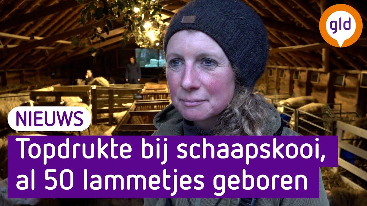 Aan de lopende band lammetjes in Elspeet - YouTube - Hij Maakt Het Aan De Lopende Band