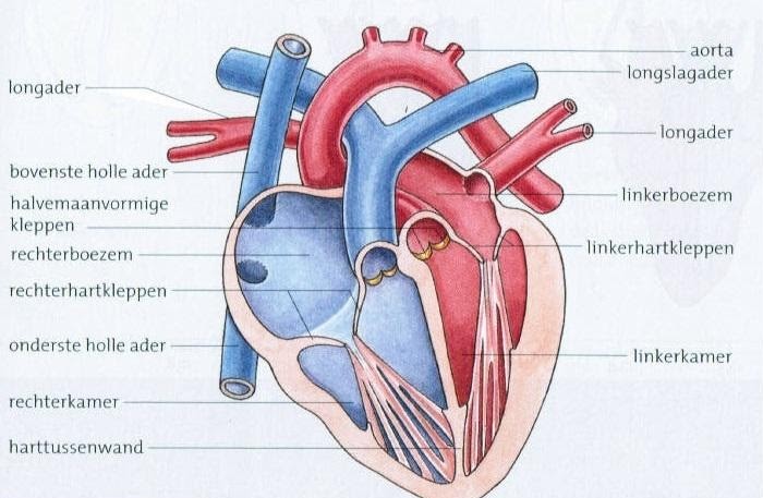 Schematische Tekening Van Het Hart