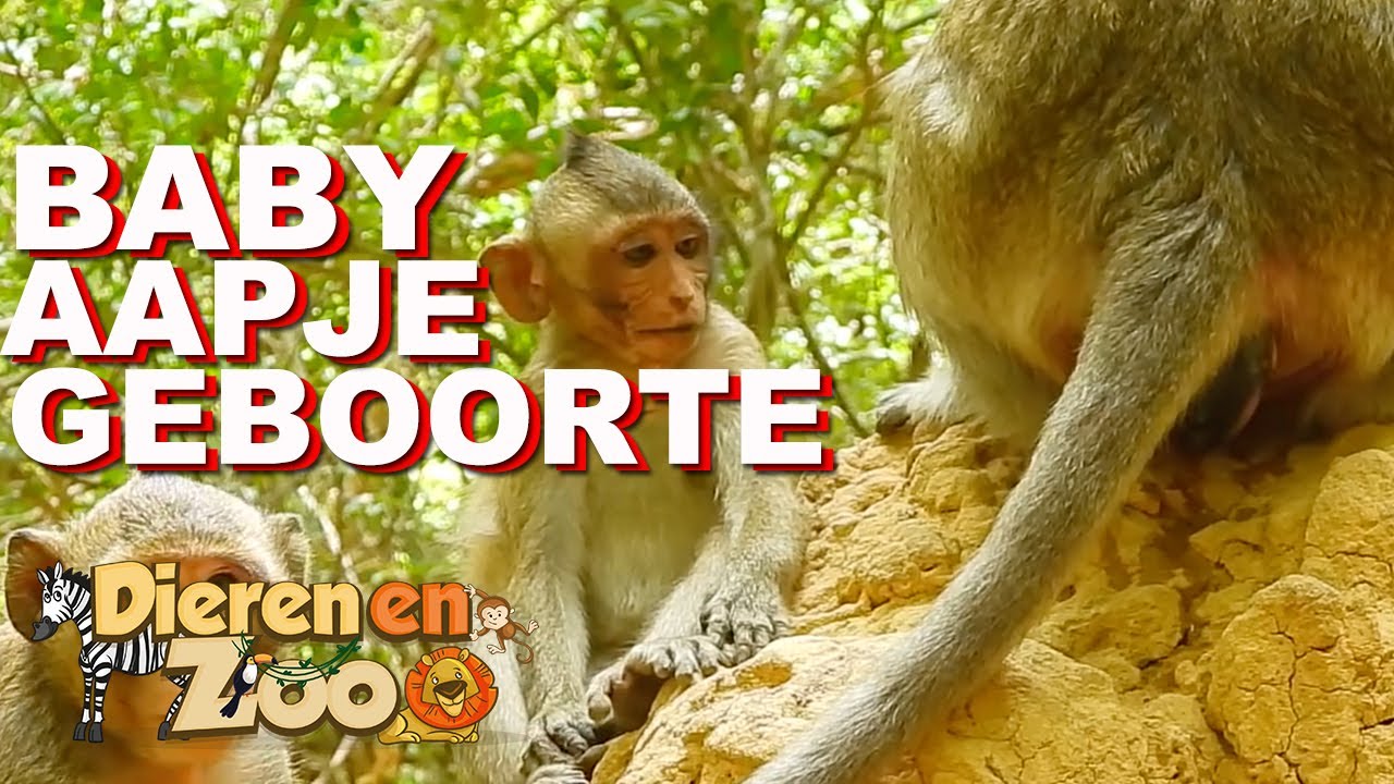 Aapje wordt Geboren - YouTube - Met Hoeveel Botten Wordt Een Baby Geboren
