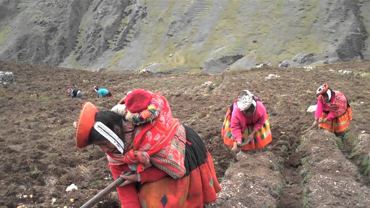 Aardappels rooien in het Andesgebergte in Peru - YouTube - Welke Grote Gier Leeft In Het Andesgebergte