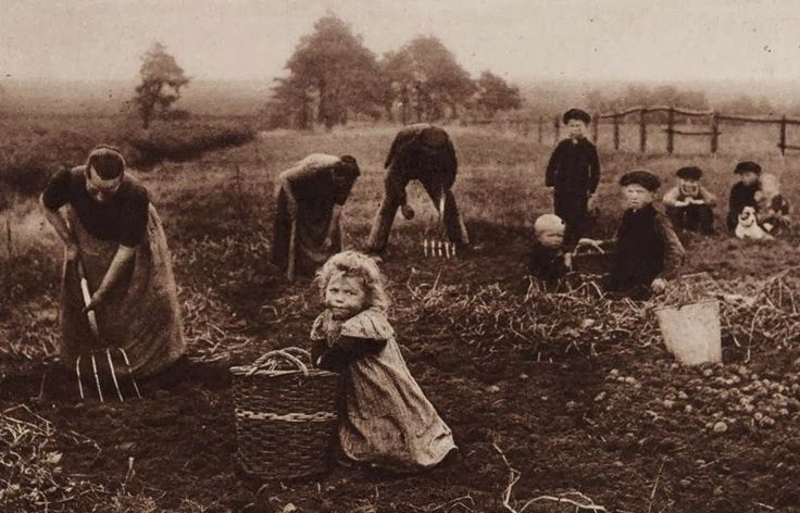 aardappels rooien met de hand en greep | Nostalgie, Oude foto's, Foto's - Dromen Over Mensen Van Vroeger