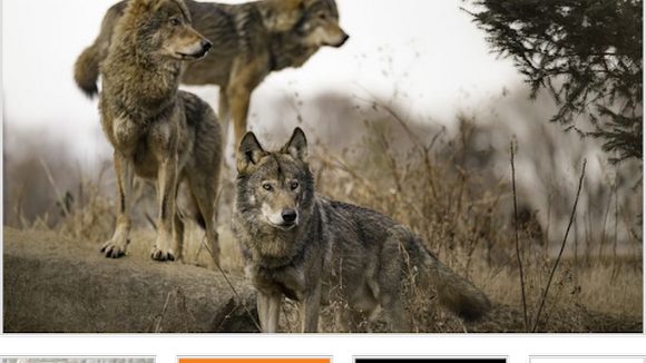 Waarom Is De Wolf Terug In Nederland