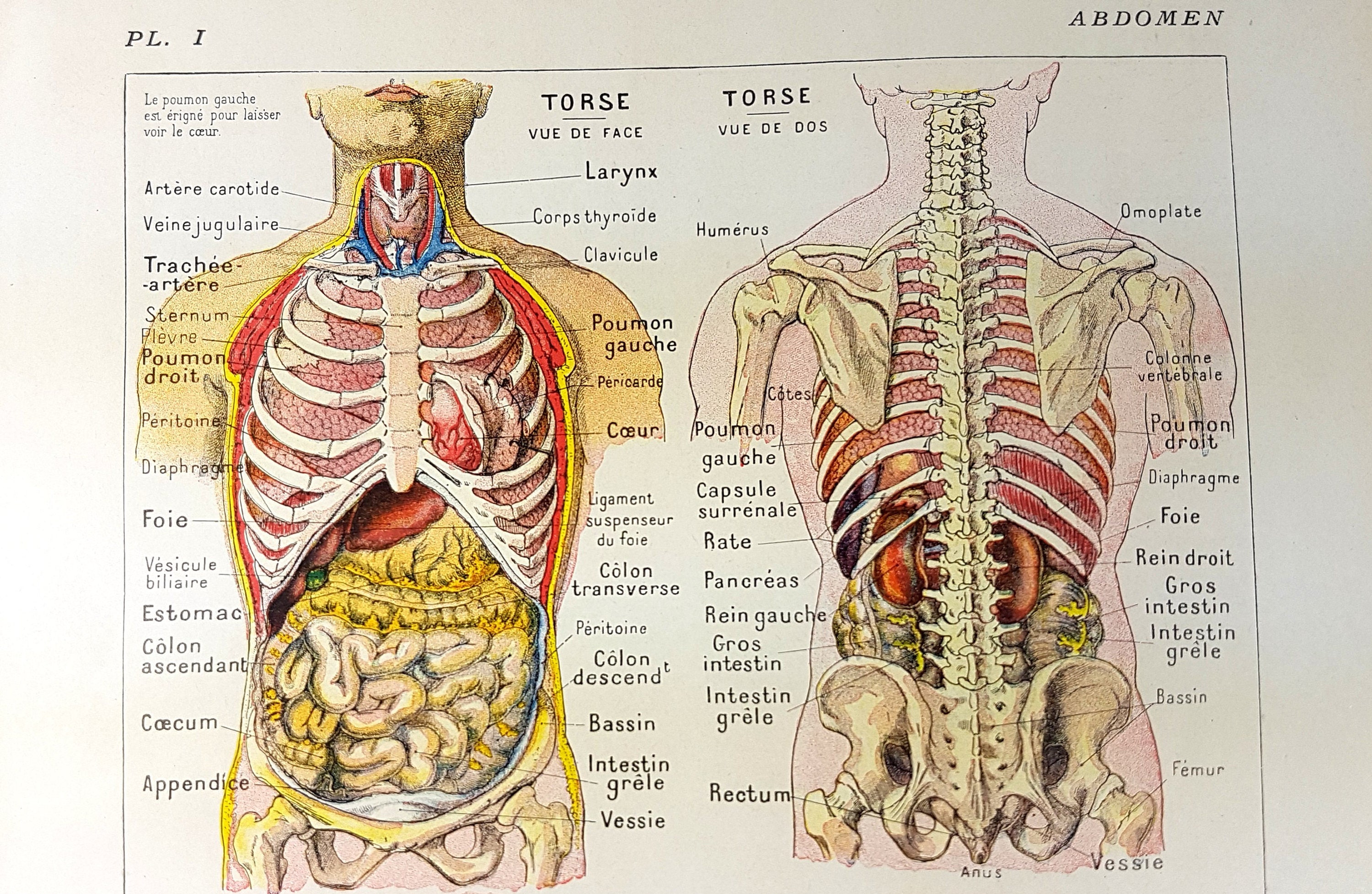 Abdomen Digestive Organs Stomach Anatomy Dictionary Print | Etsy - Organen Waar Zitten Je Longen Op Je Rug