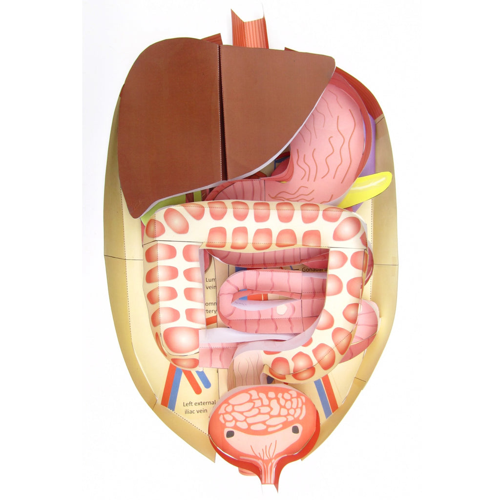 Abdomen – Origami Organelles - Wat Zijn Abdomen In De Buik