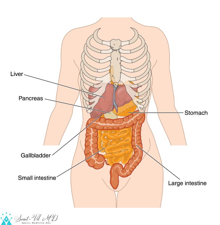 Abdominal organs labeled - ExerciseNow - Orgaan Links Onder In De Buik