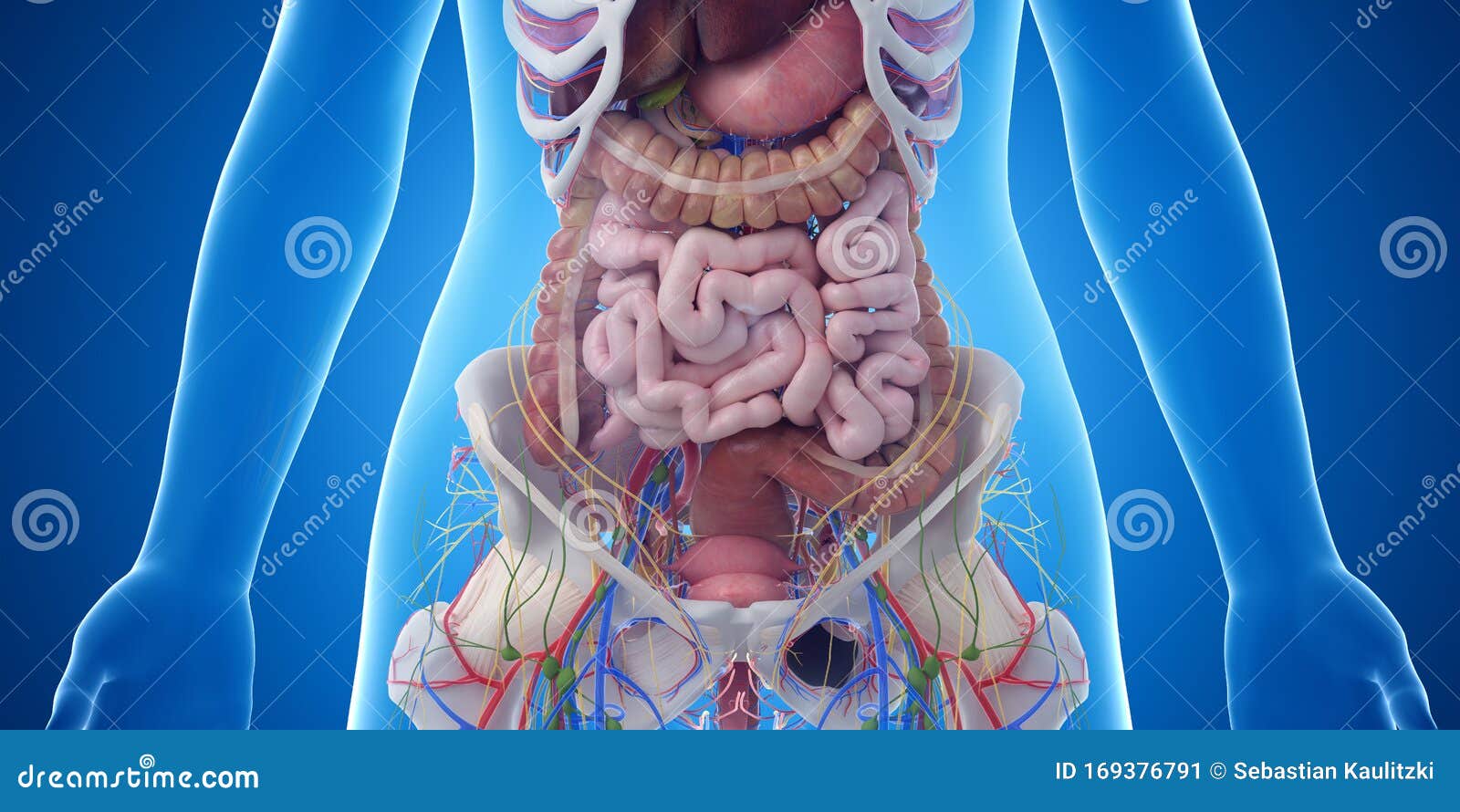 Abdominal Organs Stock Image | CartoonDealer.com #24862447 - Welke Organen Zitten Rechts Onder In De Buik