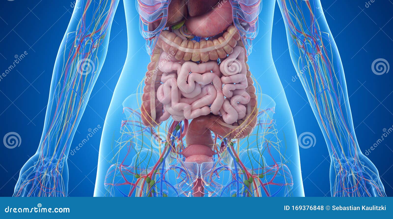 Abdominal Organs Stock Image | CartoonDealer.com #24862447 - Welke Organen Zitten Rechts Onder In De Buik