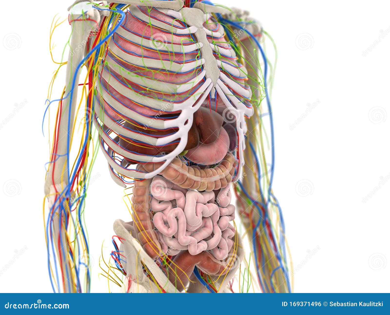 Abdominal Organs Stock Image | CartoonDealer.com #24862447 - Welke Organen Zitten Links Onder Je Ribben