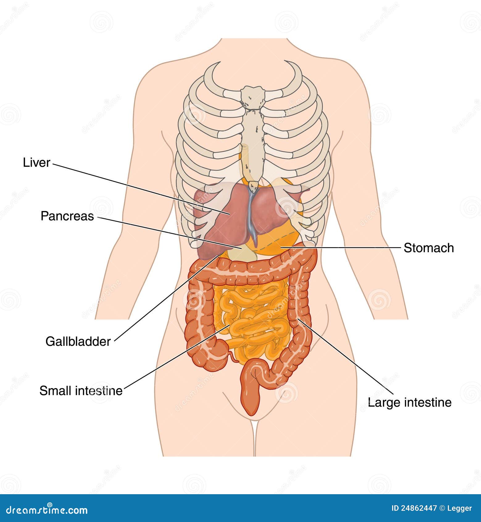 Abdominal Organs Stock Image | CartoonDealer.com #24862447 - Organen Links In De Buik