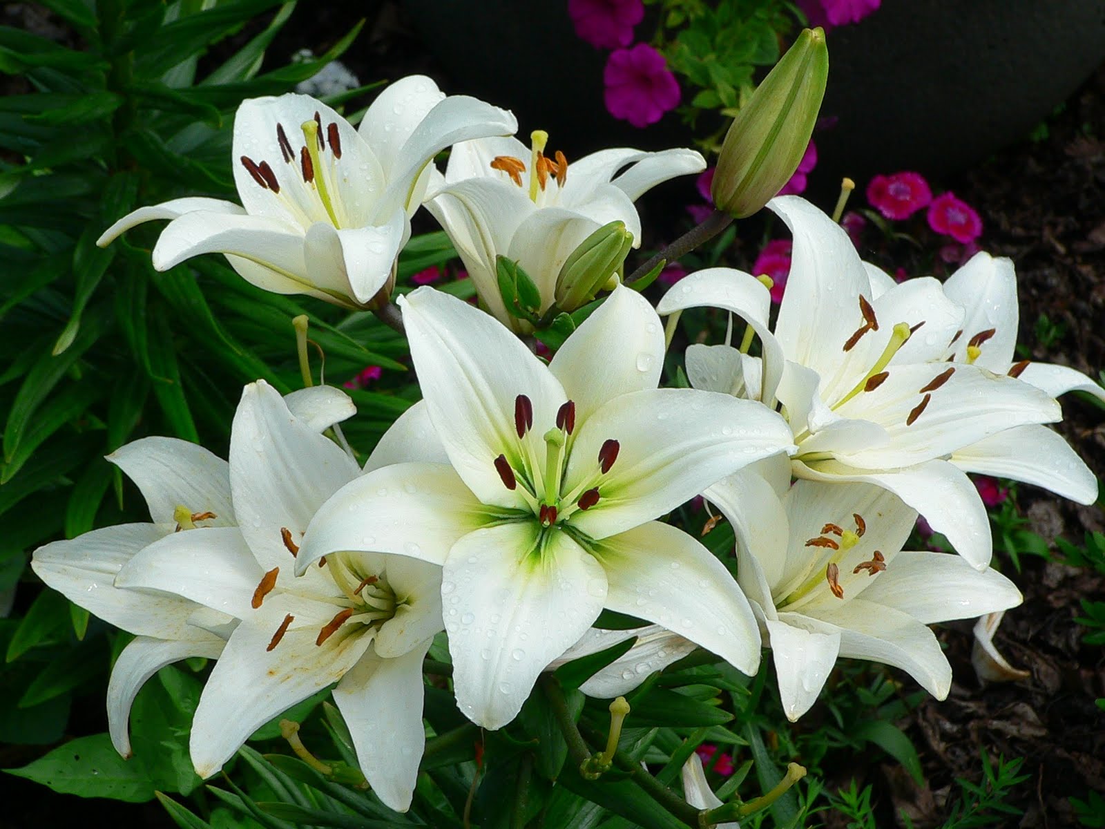 About the Lily Flower and Plant Cultivation Method Lily Right - Lily Bloom It Ends With Us