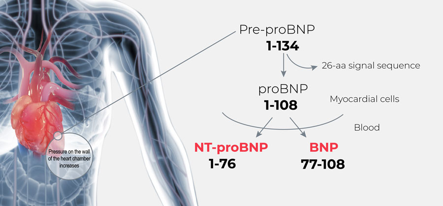 Access BNP & NT-proBNP Assays | Beckman Coulter - Bnp Waarde In Het Bloed