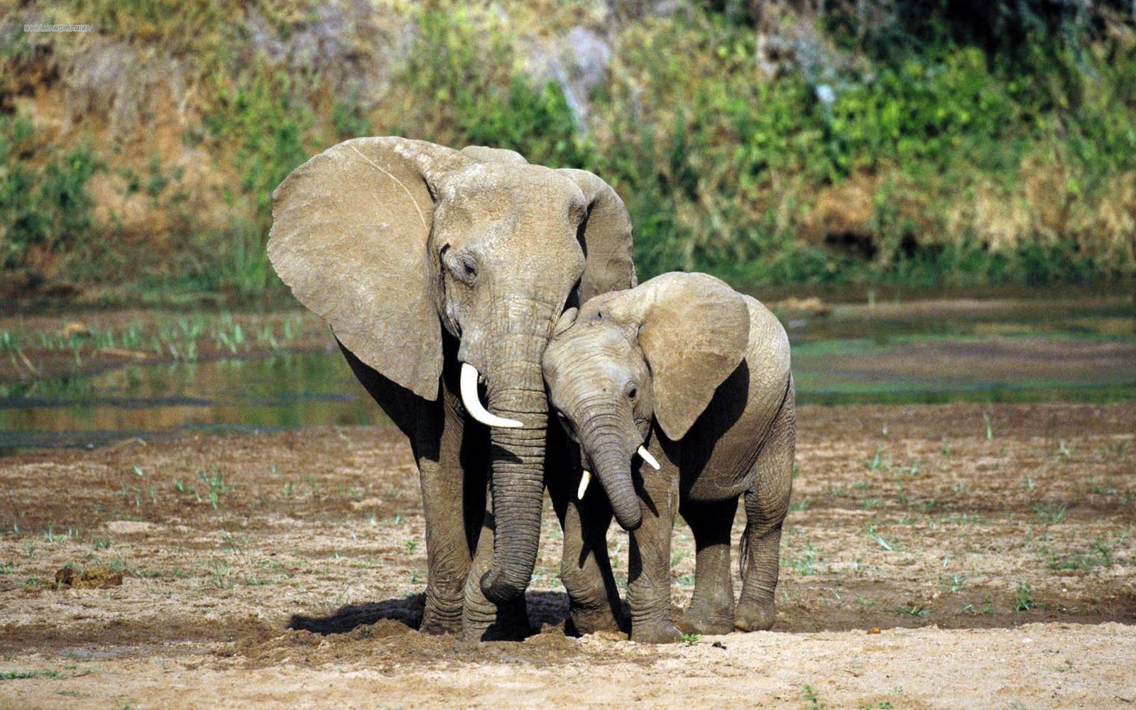 Achtergronden met olifanten in het wild in Afrika. In de rivier, veld - Hoe Noem Je Een Vrouwelijke Olifant
