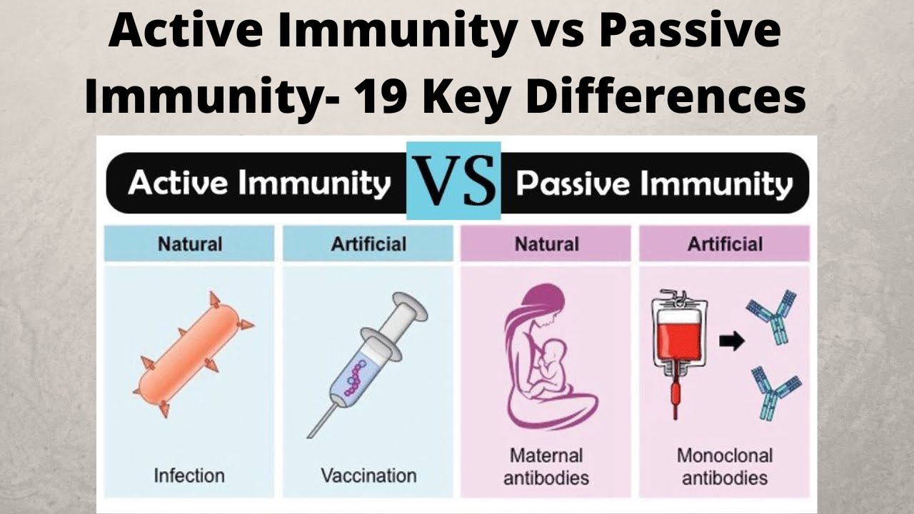 Active Immunity vs Passive Immunity 19 Key Differences - YouTube - Actieve Immunisatie En Passieve Immunisatie