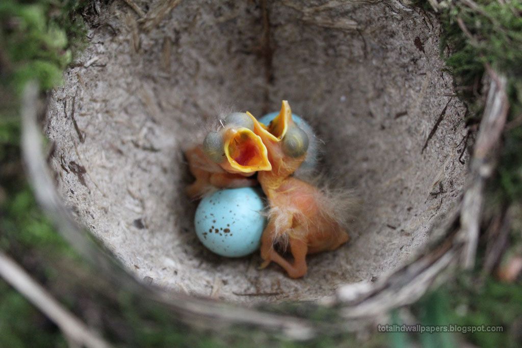 Actresses HD Wallpapers: Bird egg in Eggshell hd Wallpapers | Song - Hoe Lang Duurt Het Voordat Een Kerstboom Volwassen Is