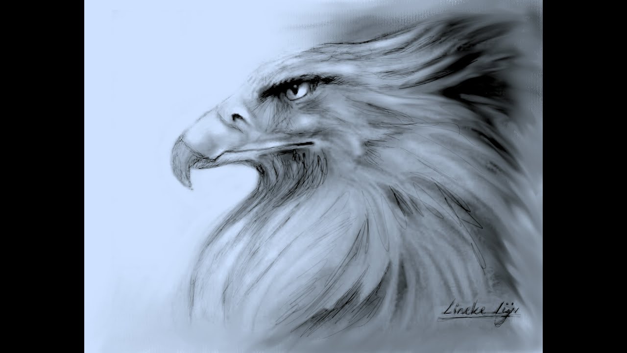 ADELAAR tekening potlood en houtskool voor beginners - YouTube - Welk Fabeldier Is Half Adelaar En Half Leeuw