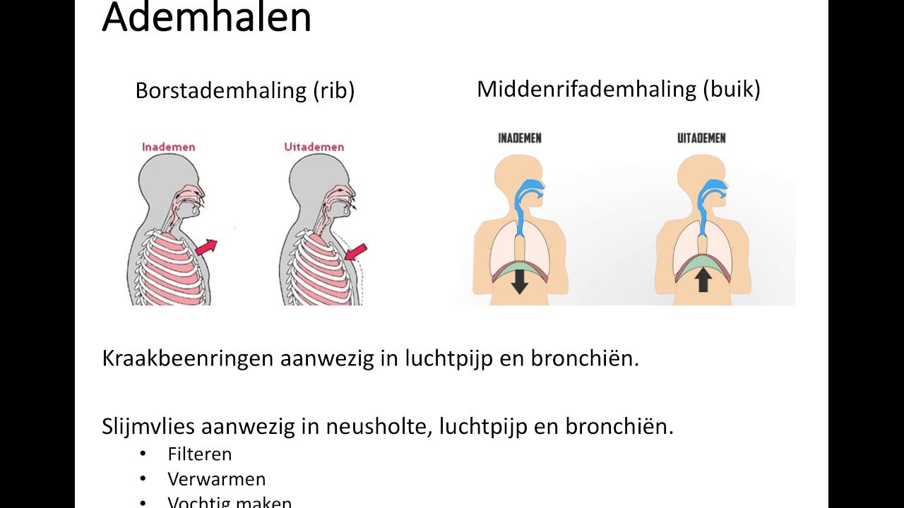 Ademhalen - YouTube - Wat Is Bij Vogels De Normale Ademhaling