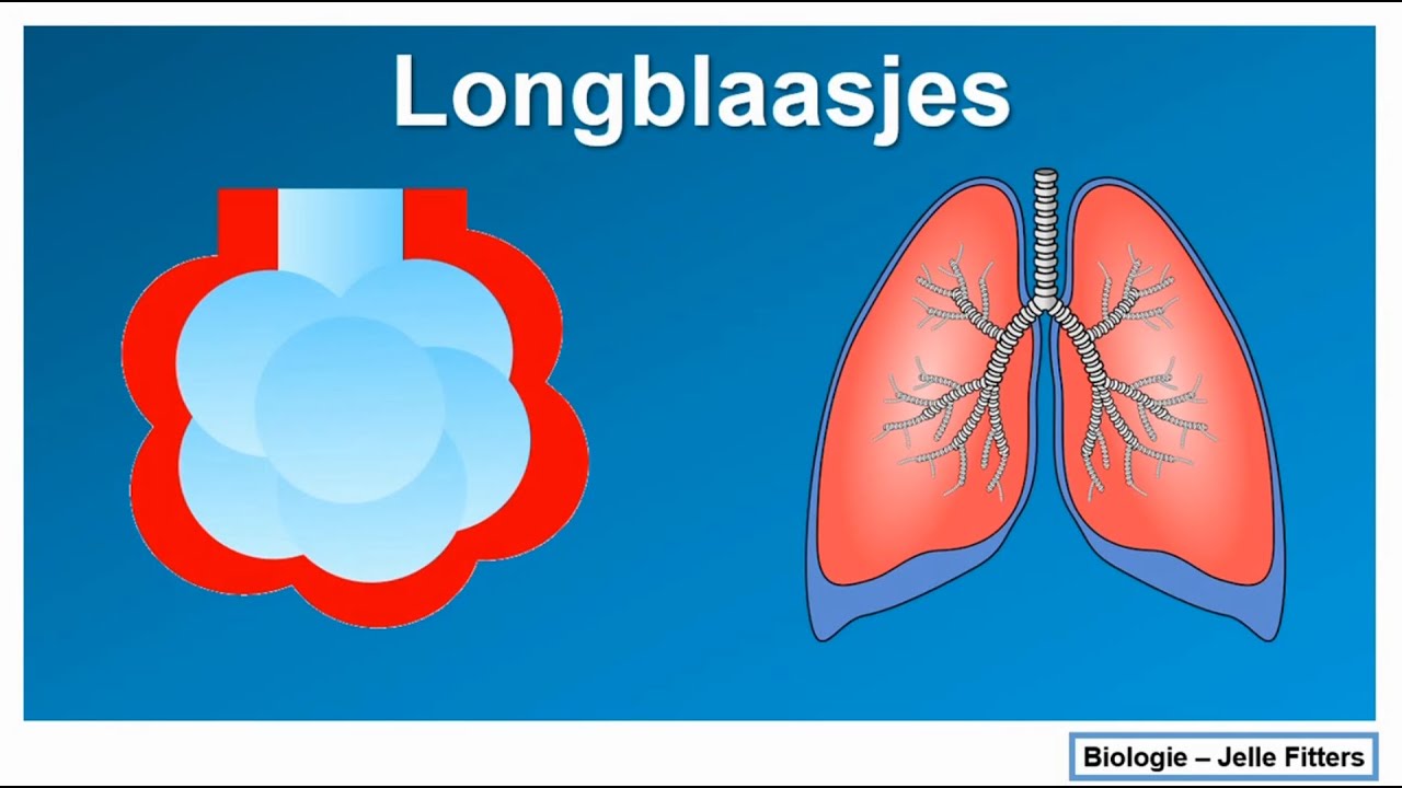Ademhaling - Longblaasjes - YouTube - Wat Is Bij Vogels De Normale Ademhaling