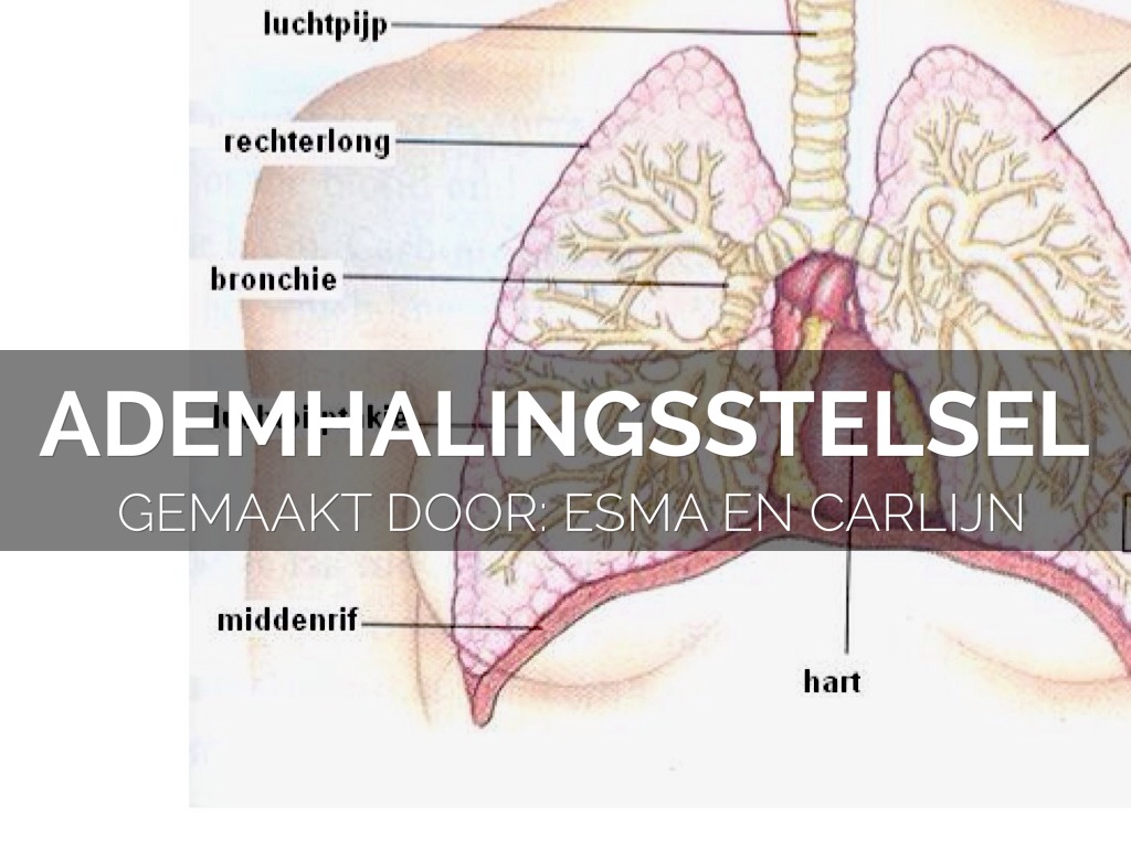 Ademhalingsstelsel by Esma Bekdemir - Welke Drie Organen Gaan Door Het Middenrif Heen
