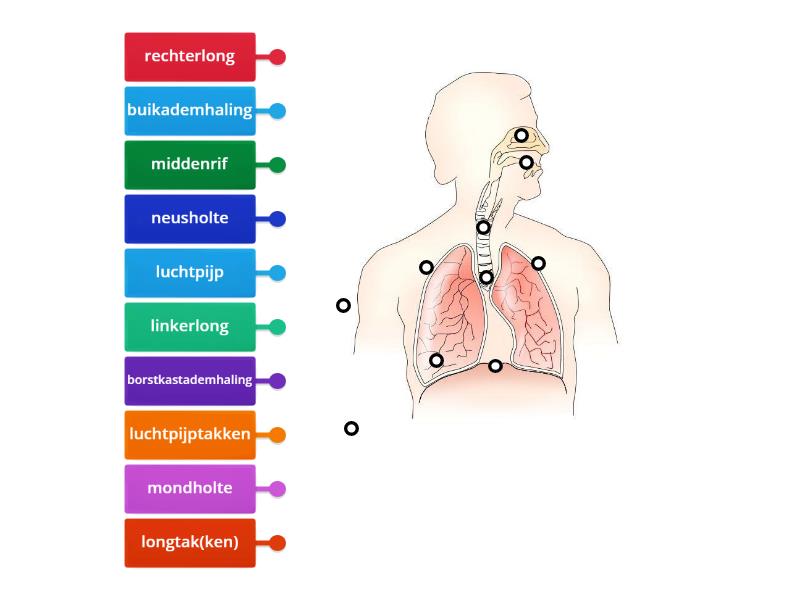 Ademhalingsstelsel van de mens - Labelled diagram - Ademhalingsstelsel Van De Mens Schematisch Getekend