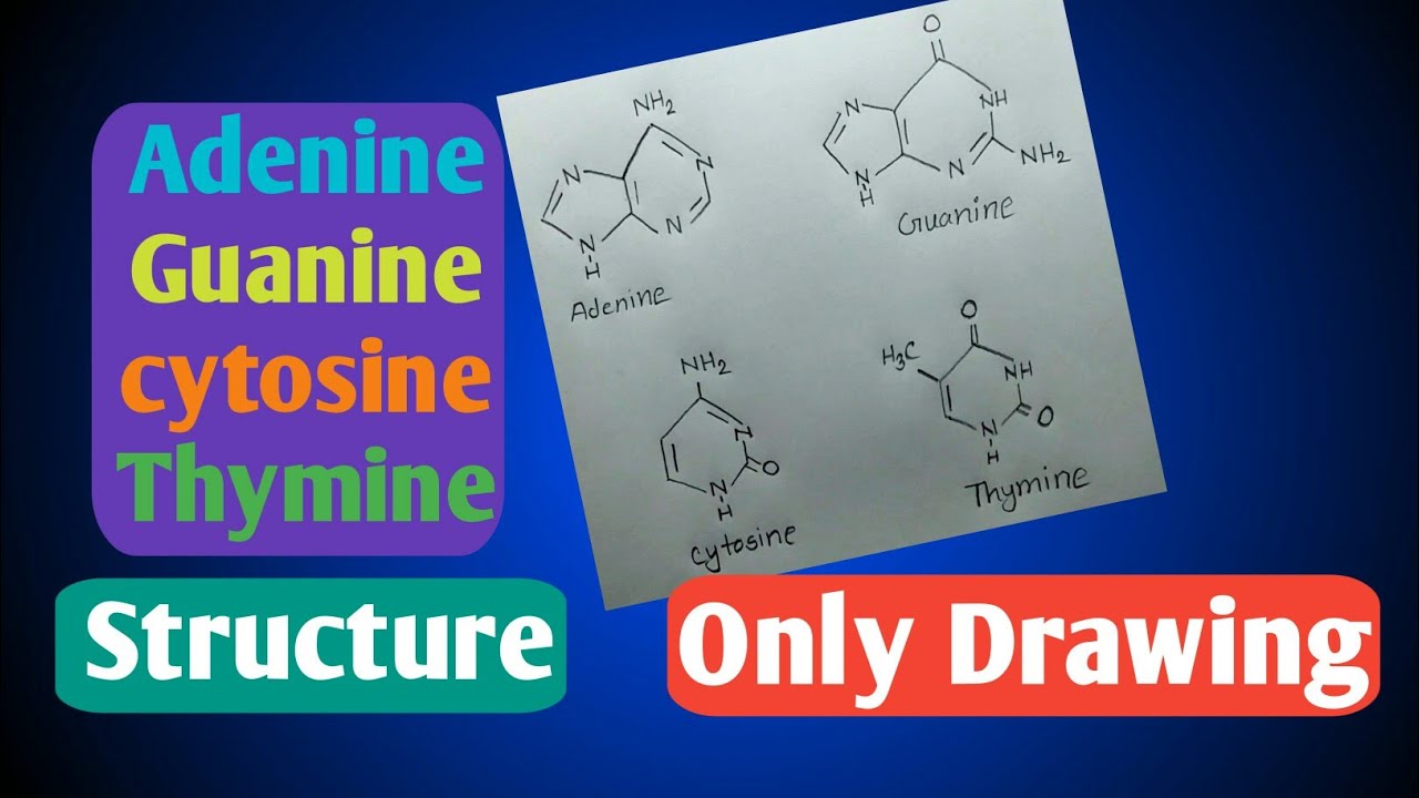 Adenine,Guanine,Cytosine,Thymine structure,HSC biology 1,chupter-3 - Adenine Thymine Guanine And Cytosine