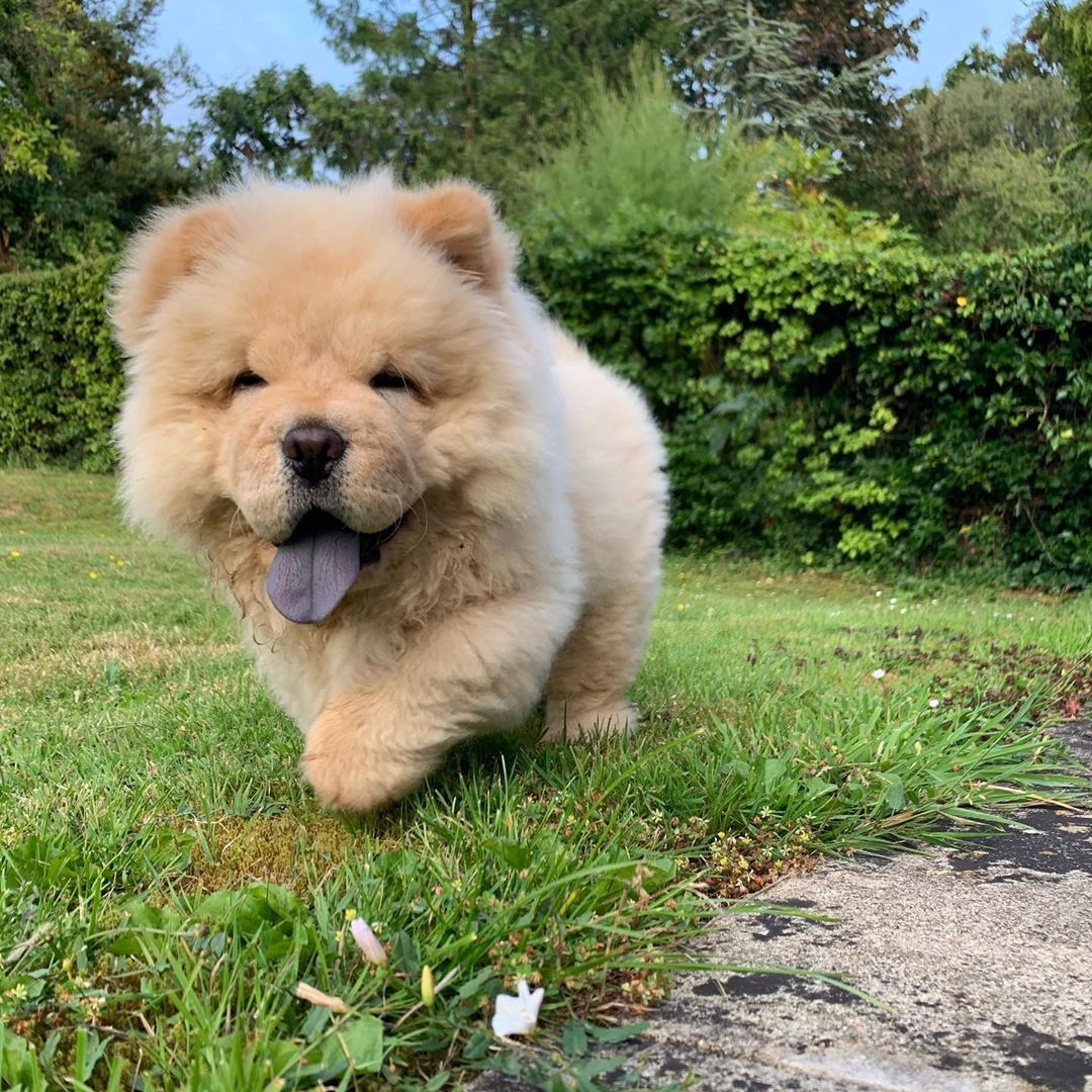 Chou Chou Hond Met Blauwe Tong