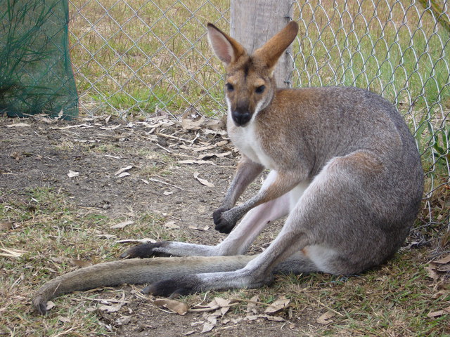 ADW: Macropus rufogriseus: PICTURES - Medium Is The Massage Mcluhan