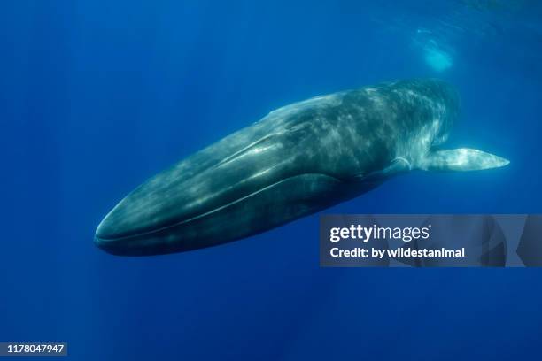 Afbeelding Blauwe Vinvis: Discover the Magnificence of the World's - Hoeveel Weegt Het Hart Van Een Blauwe Vinvis