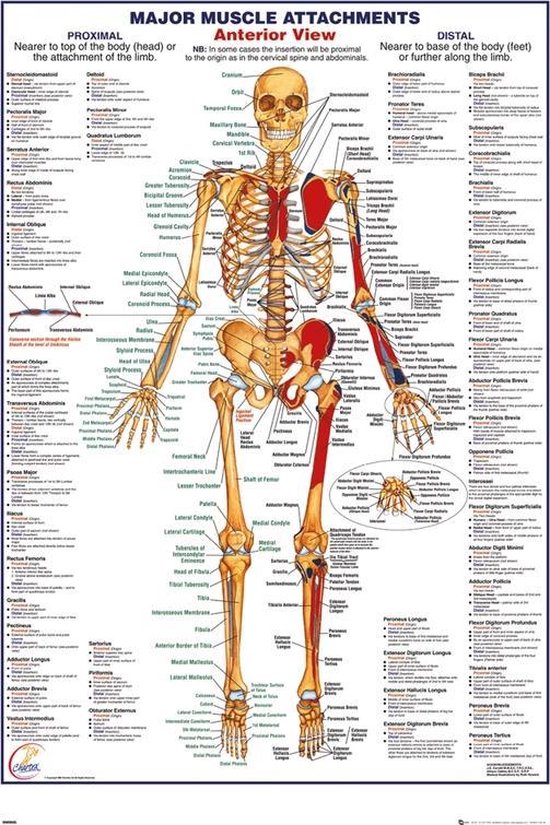 Afbeelding menselijk lichaam: Uncover Your Inner Anatomy with These - Skelet Van Het Menselijk Lichaam