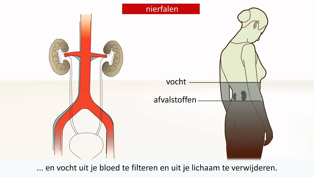 Afbeelding Nieren in Lichaam: Discover Why Your Kidneys are Vital for - Welke Delen Van De Nieren Produceren Urine
