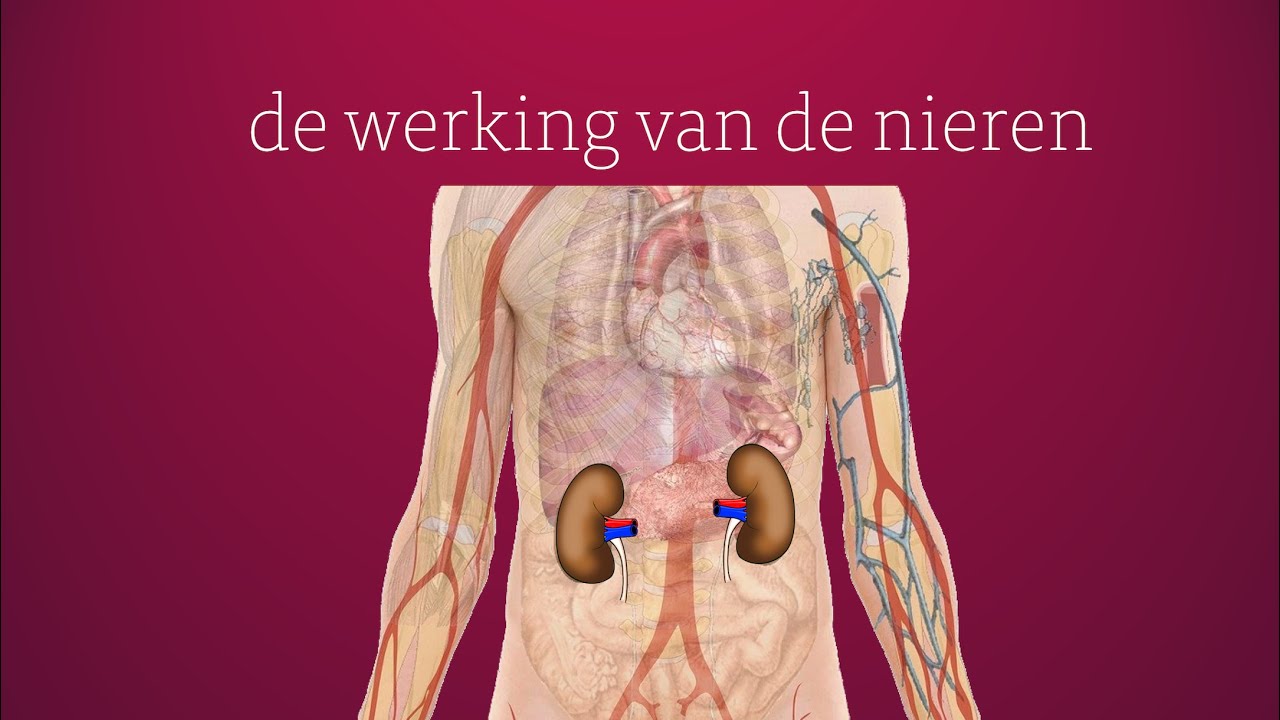 Afbeelding Nieren in Lichaam: Discover Why Your Kidneys are Vital for - Welke Delen Van De Nieren Produceren Urine