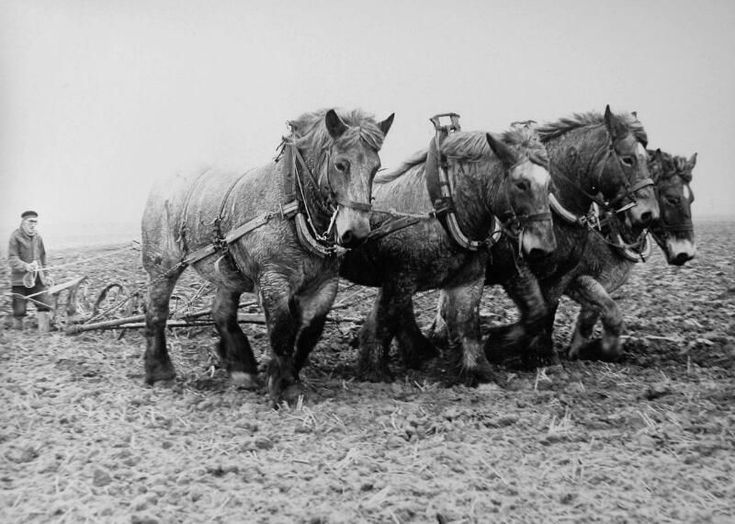 Afbeeldingsresultaat voor belgisch zeeuws trekpaard | Horses, Horse - Hongerige Dieren Voor De Ploeg