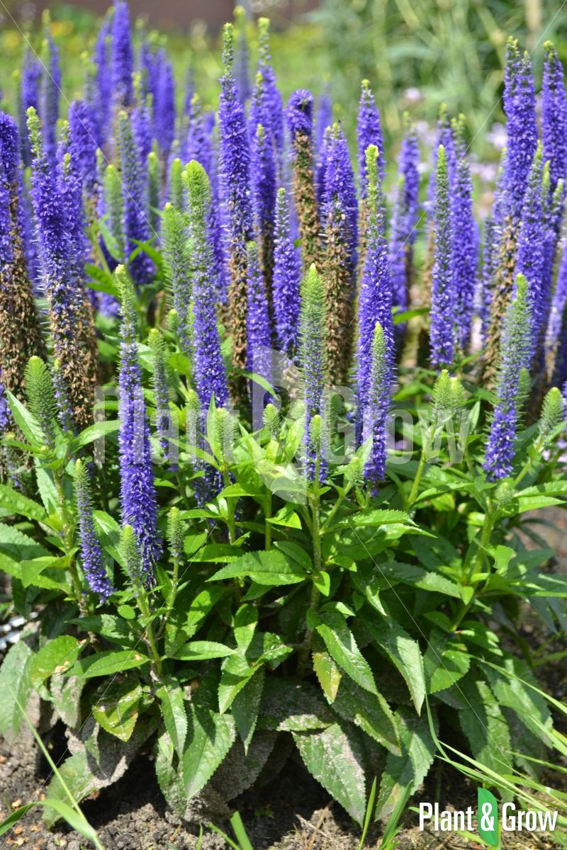 Hoog Onkruid Met Paarse Bloemen
