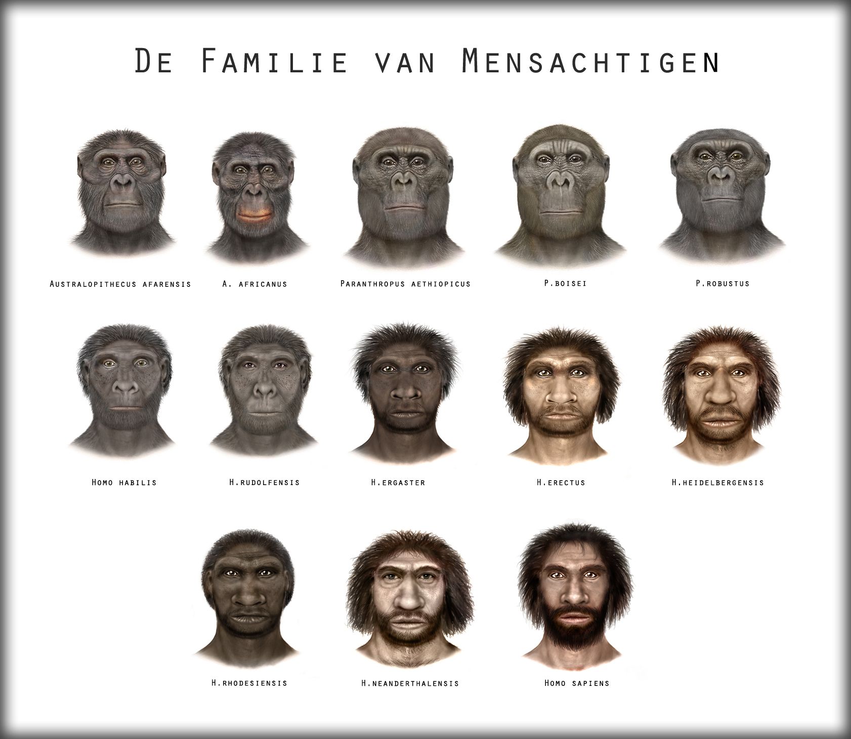 Afbeeldingsresultaat voor evolutie van de mens | Human evolution - Evolutie Van Aap Naar Mens