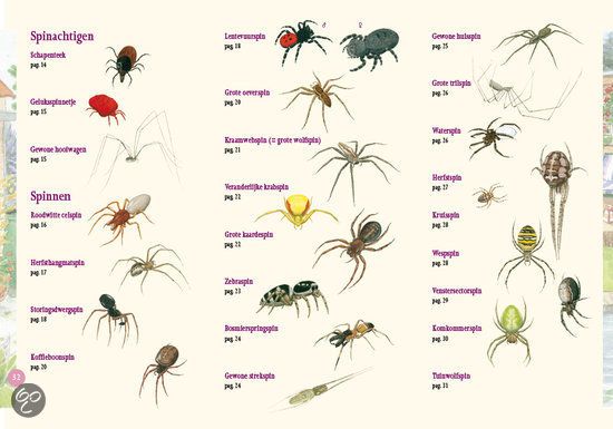 Afbeeldingsresultaat voor spin determinatie Flora And Fauna, Spinning - Hoe Maakt Een Spin Zijn Eerste Draad