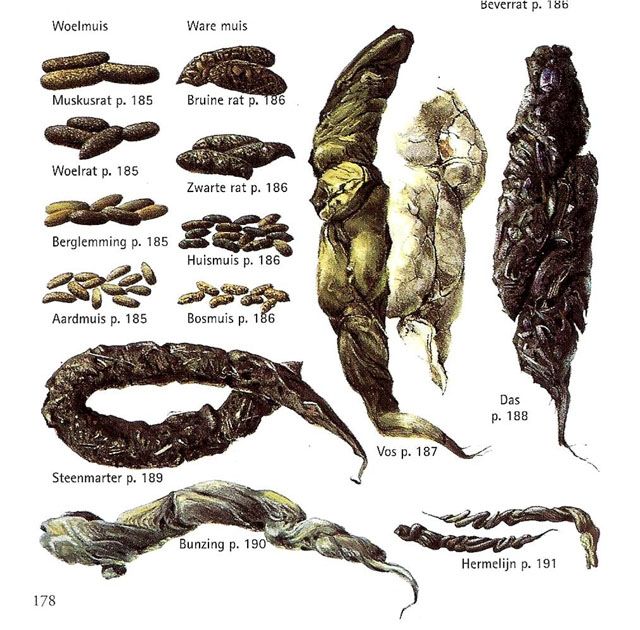 Afbeeldingsresultaat voor uitwerpselen steenmarter Meat Jerky, Wildlife - Mens Lintworm Witte Stukjes In Ontlasting