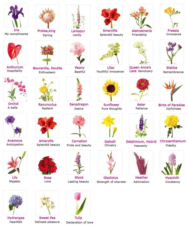 african flowers and their meanings | Flower meanings, Valentines - Soorten Bloemen Namen Van A Tot Z