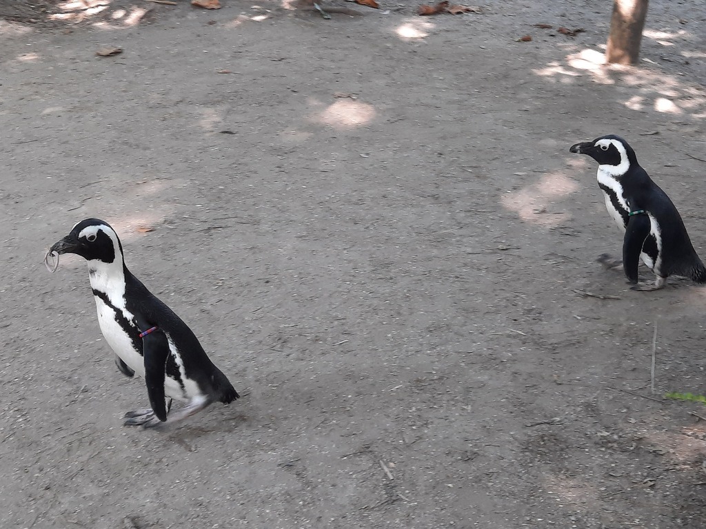 African Penguin from ZooParc Overloon, Stevensbeekseweg 21, 5825 JB - Zooparc Overloon Stevensbeekseweg 21 5825 Jb Overloon