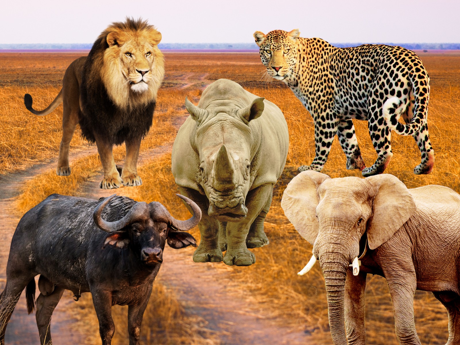 Africa's Big 5, Ranked by Odds of Seeing Them - Eco Lodges Anywhere - Welke Dieren Behoren Tot De Big Five